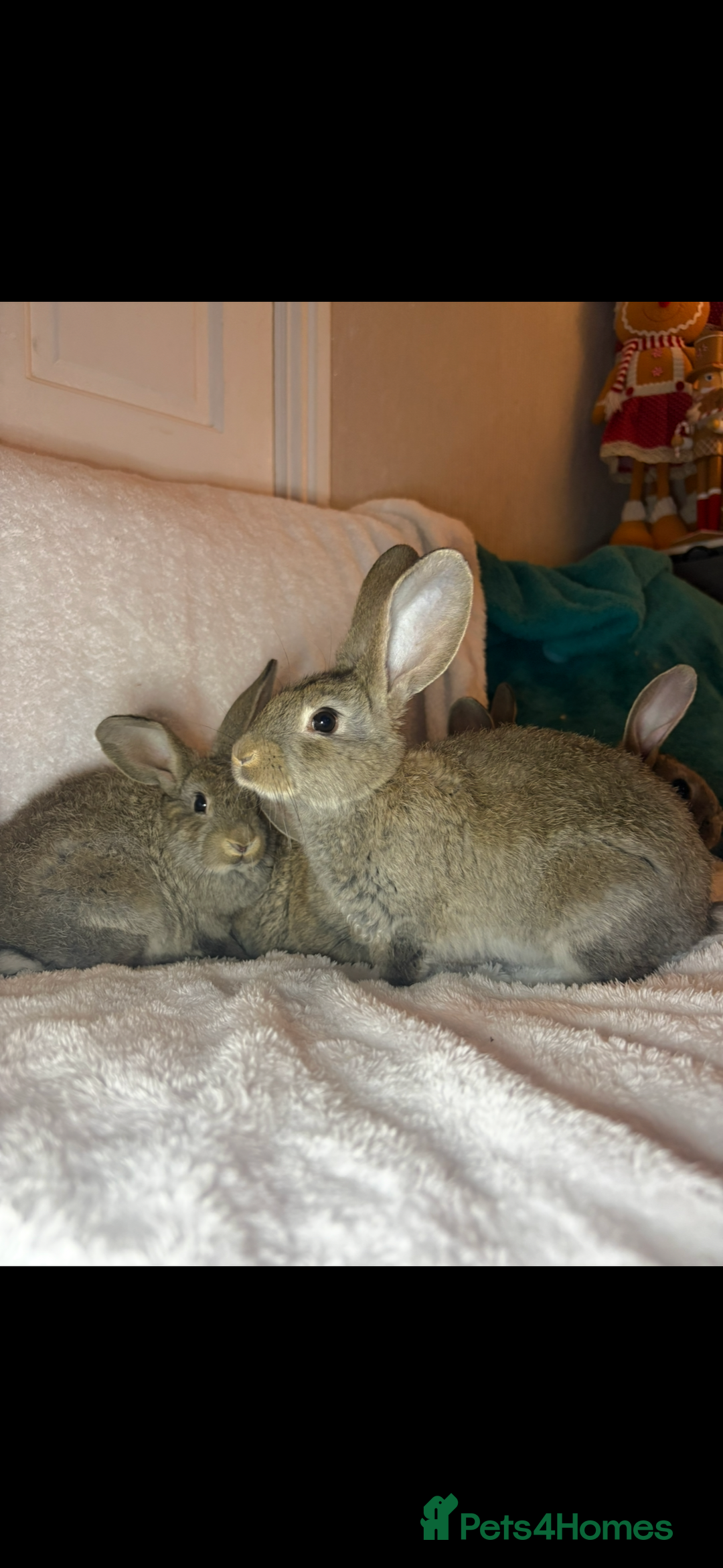 Continental Giant rabbits for sale: Beautiful continental giant baby rabbits ready  - Advert 11