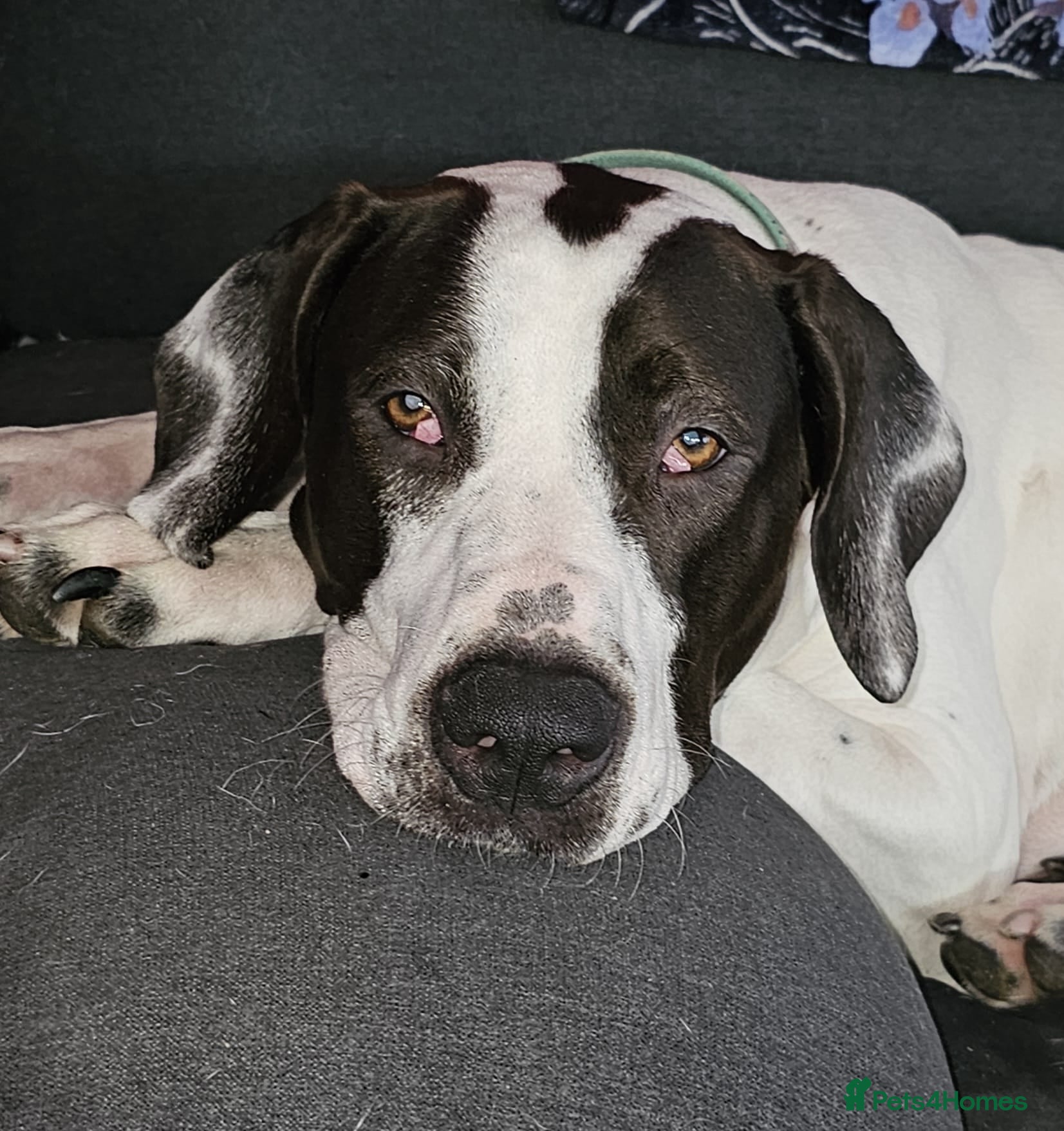 Mastiff dogs Female Indian Mastiff in South Queensferry - Advert 14