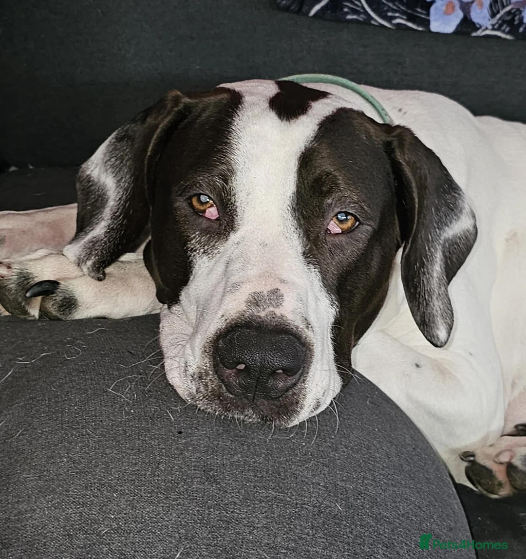 Mastiff dogs for sale: Female Indian Mastiff in South Queensferry - Advert 1