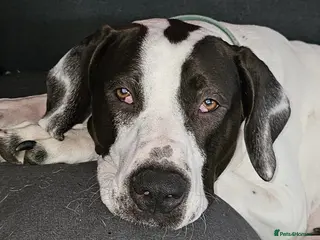 Mastiff dogs Female Indian Mastiff in South Queensferry - Advert 7