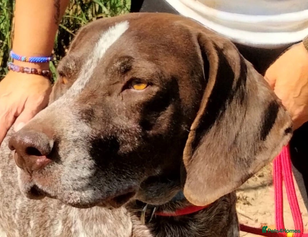 German Shorthaired Pointer dogs for adoption: Yaco  - Image 10