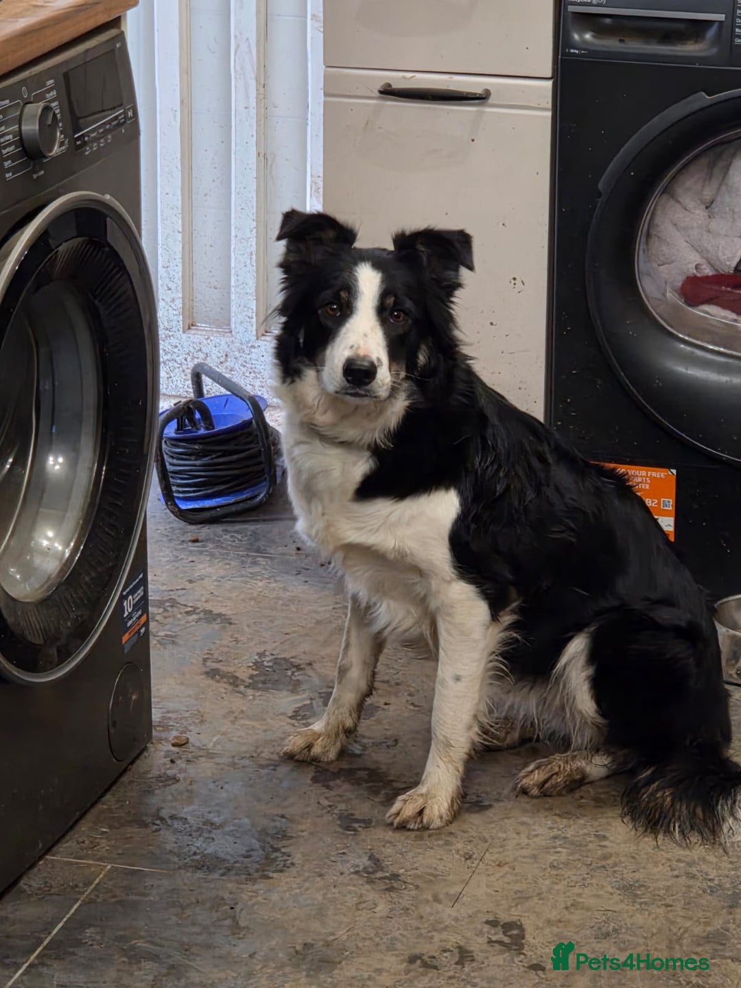 Border Collie dogs for adoption: ❤️Millie fabulous  18-month-old Border Collie ❤️ - Advert 13