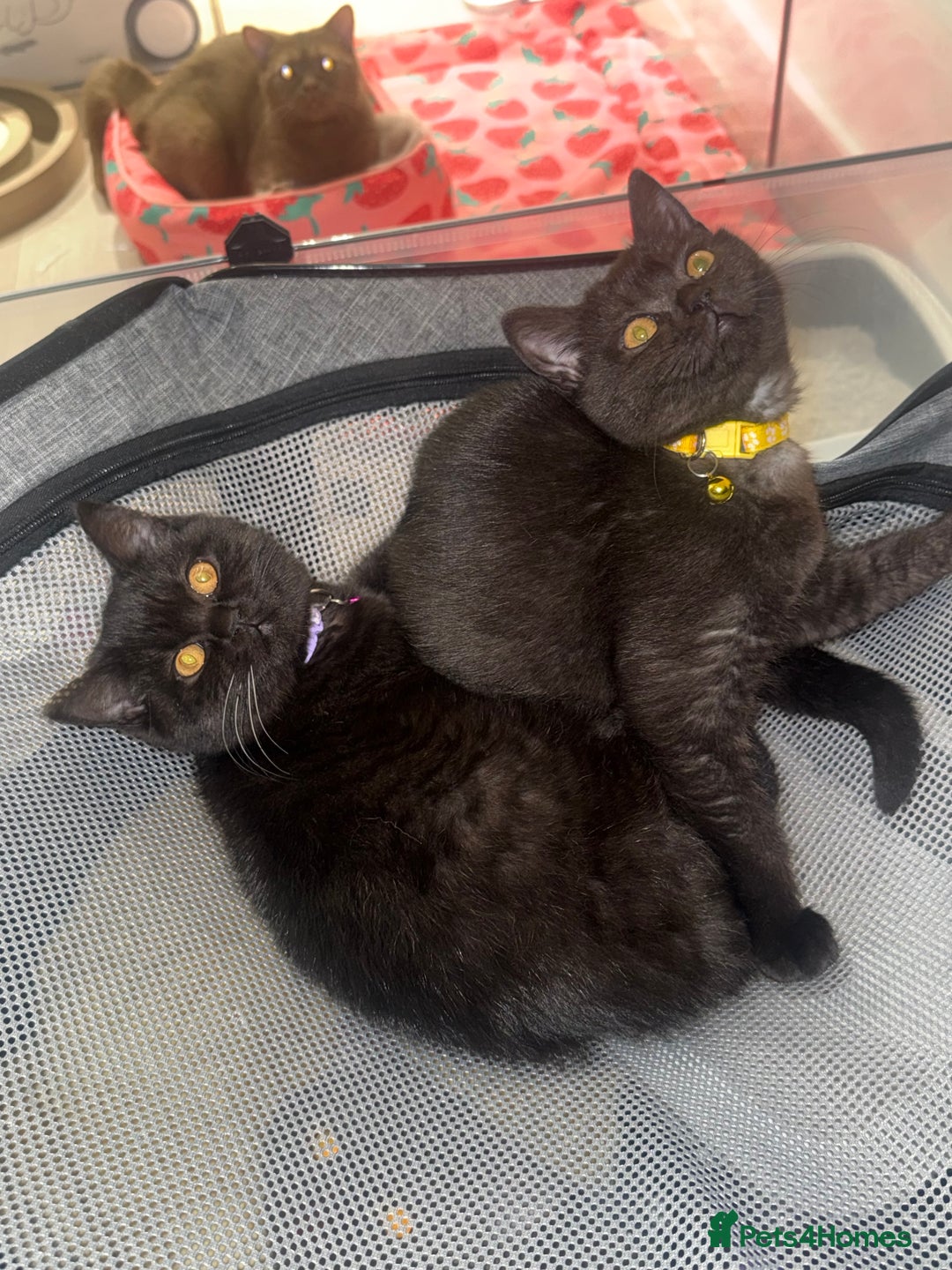 British Shorthair cats for sale: British shorthair STUNNING black kitten - Advert 2