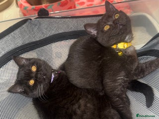 British Shorthair cats British shorthair kittens Smoked black £400 - Advert 15