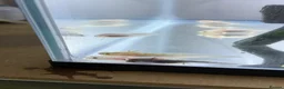 Axolotl reptiles for sale: Axolotl juveniles  - Advert 3