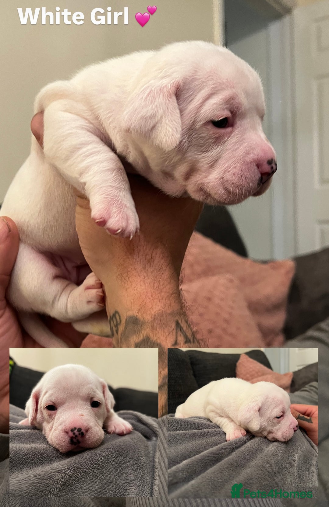 Mixed Breed dogs for sale:  Last 2 girls READY NOW! Rare English Bulldach - Advert 12