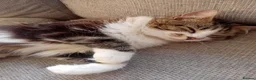 Mixed Breed cats for adoption: A Sweet & Loving Girl Looking for Her Forever Home - Advert 1