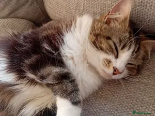Mixed Breed cats A Sweet & Loving Girl Looking for Her Forever Home - Advert 1
