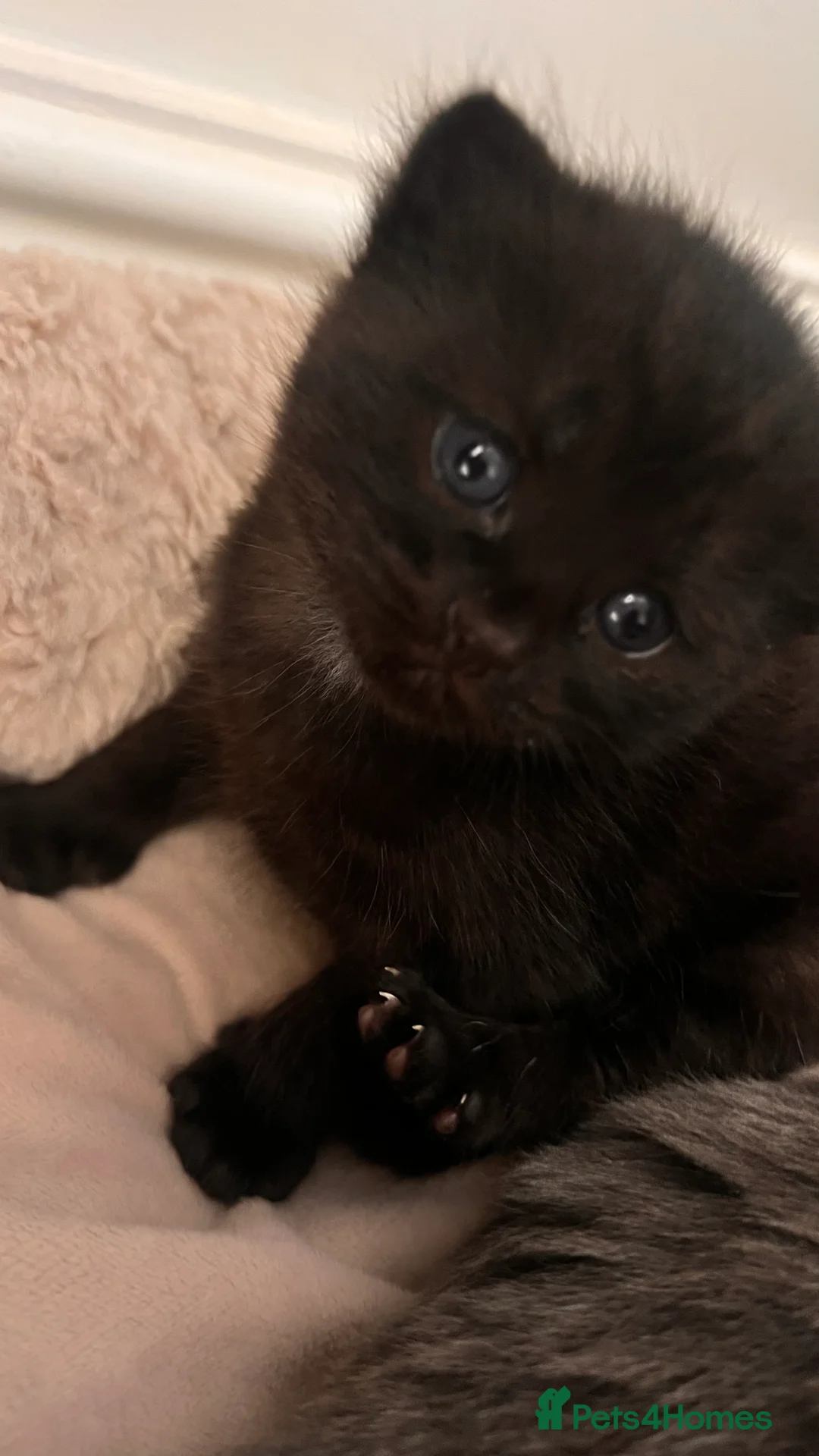 British Shorthair cats for sale: Black kittens 🐈‍⬛  - Advert 2