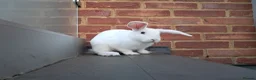 English Lop rabbits for sale: £35 Female Baby rabbit for sale in Hayes - Advert 4