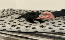 Staffordshire Bull Terrier dogs for sale: Champion lines Staffordshire Bull terrier puppies - Image 22