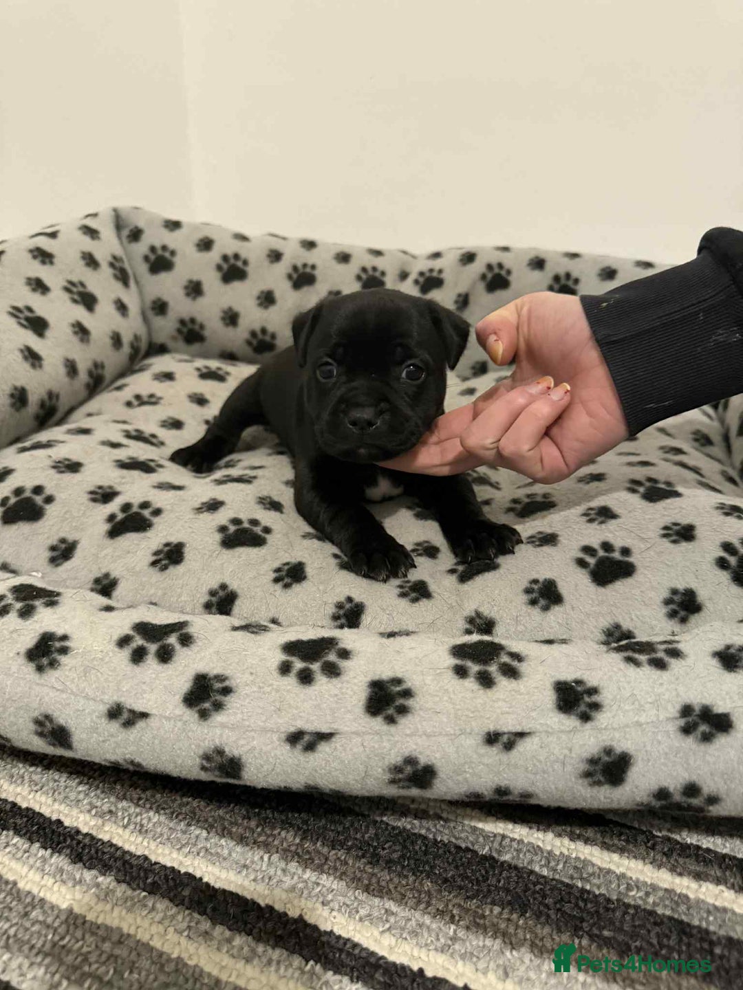 Staffordshire Bull Terrier dogs for sale: Champion lines Staffordshire Bull terrier puppies - Image 22