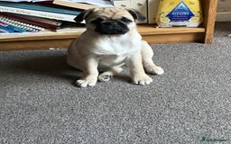 Pug dogs for sale: 4 month old pug girl - Advert 5