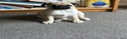 Pug dogs for sale: 6 month old pug girl - Advert 5