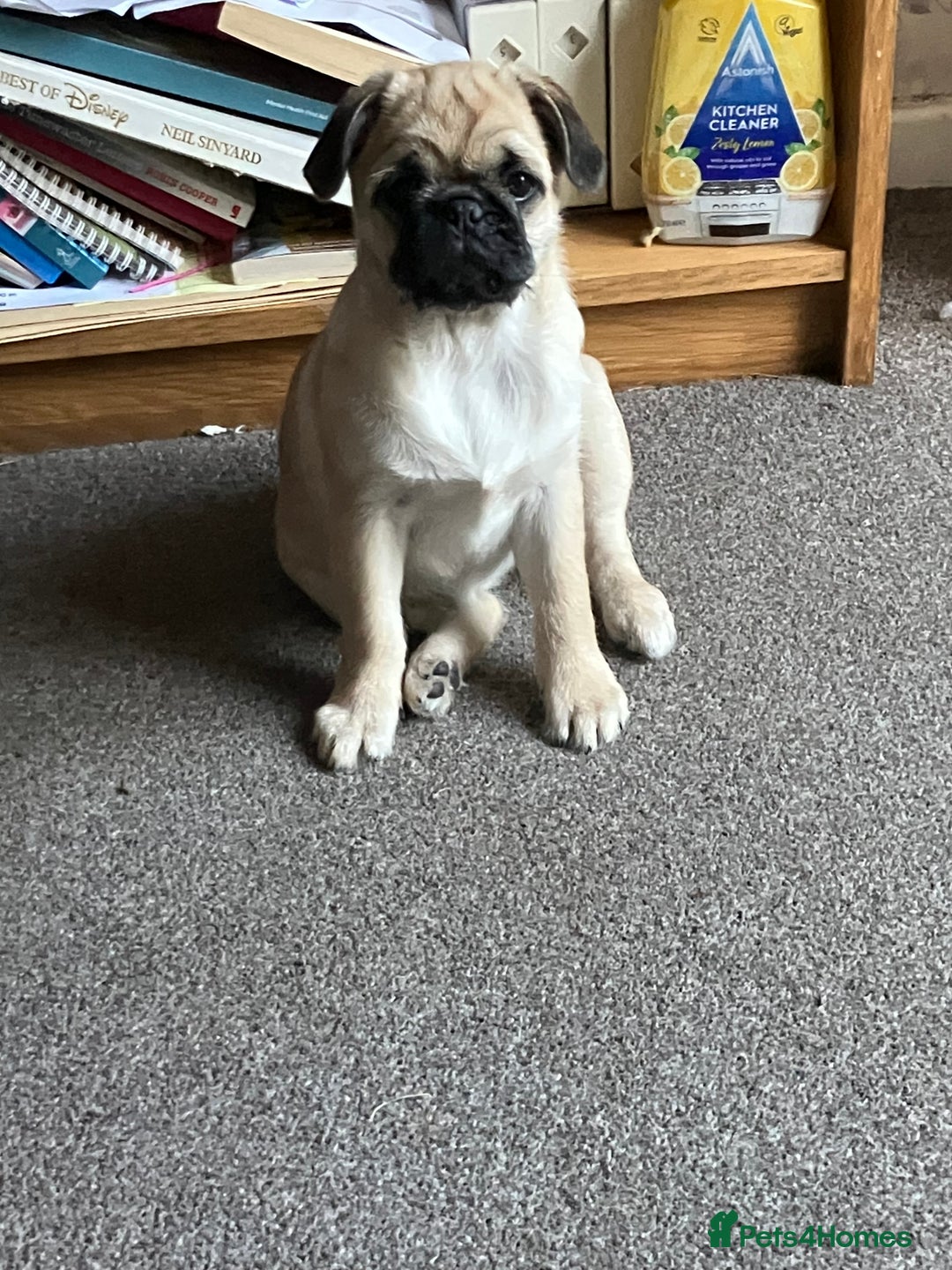Pug dogs for sale: 4 month old pug girl - Advert 5