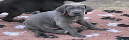 Great Dane dogs for sale: Blue & black puppies waiting for loving homes. in Worksop - Advert 3