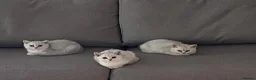 British Shorthair cats for sale: British Shorthair Golden & Silver Kittens  - Advert 5