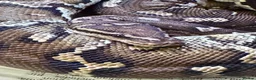 Python Snake reptiles for sale: Angolan python - mixed M/F pair - Advert 3