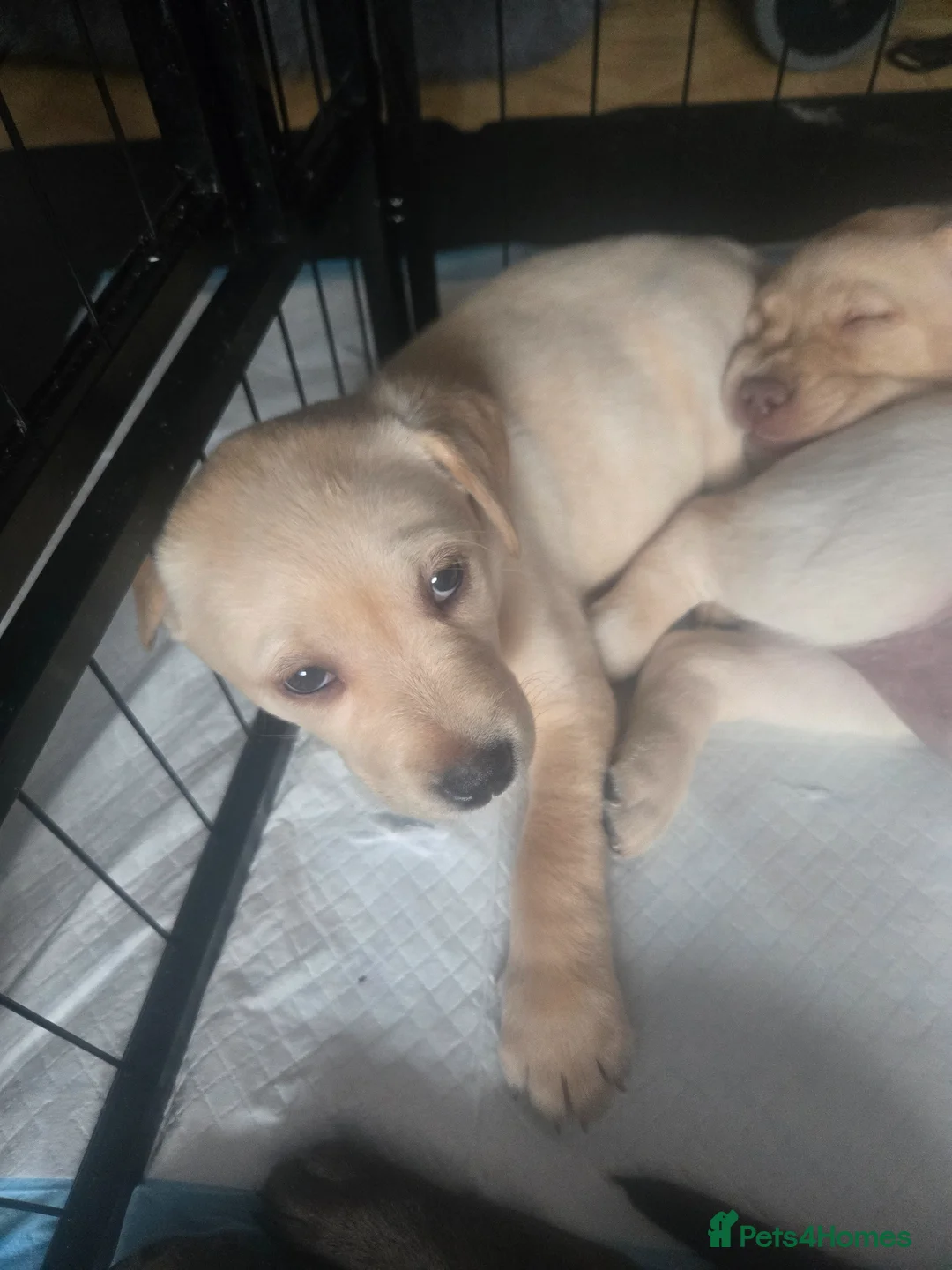 Labrador Retriever dogs for sale: 8 beautiful lab puppies  in Bridgwater - Advert 9