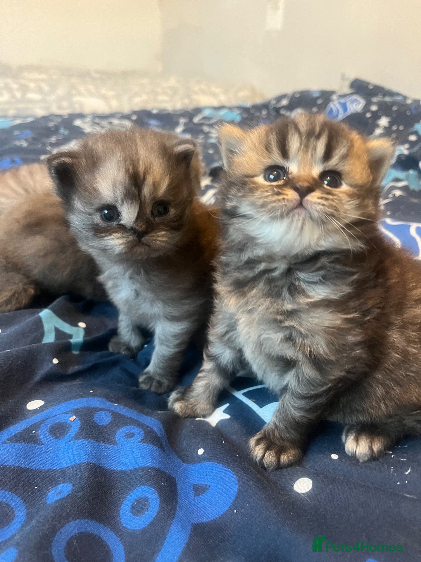 Persian cats Beautiful Persian babies  - Advert 3