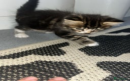 British Shorthair cats for sale: Loving kittens - Image 3