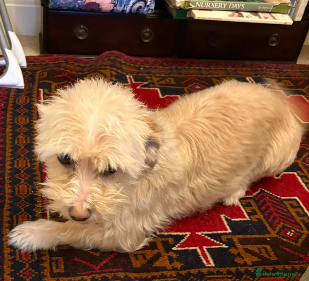 Morkie dogs for sale: Re homing sons dog in Stamford - Advert 2