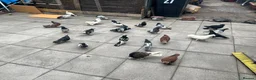 Cockatiels birds for sale: Pigeon bird - Advert 4