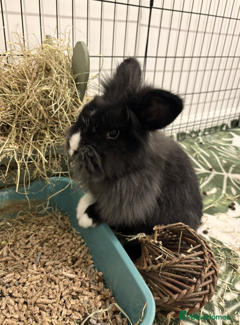 Mixed Breed rabbits Bunnies available for adoption  - Advert 15