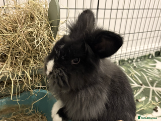 Mixed Breed rabbits Bunnies available for adoption - Advert 15