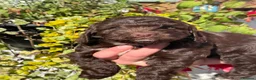 Cockapoo dogs for sale: F1 Cockapoo - Advert 10