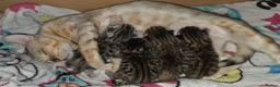 Bengal cats for sale: 🐾 Beautiful Bengal Cross Kittens 🐾 - Advert 6