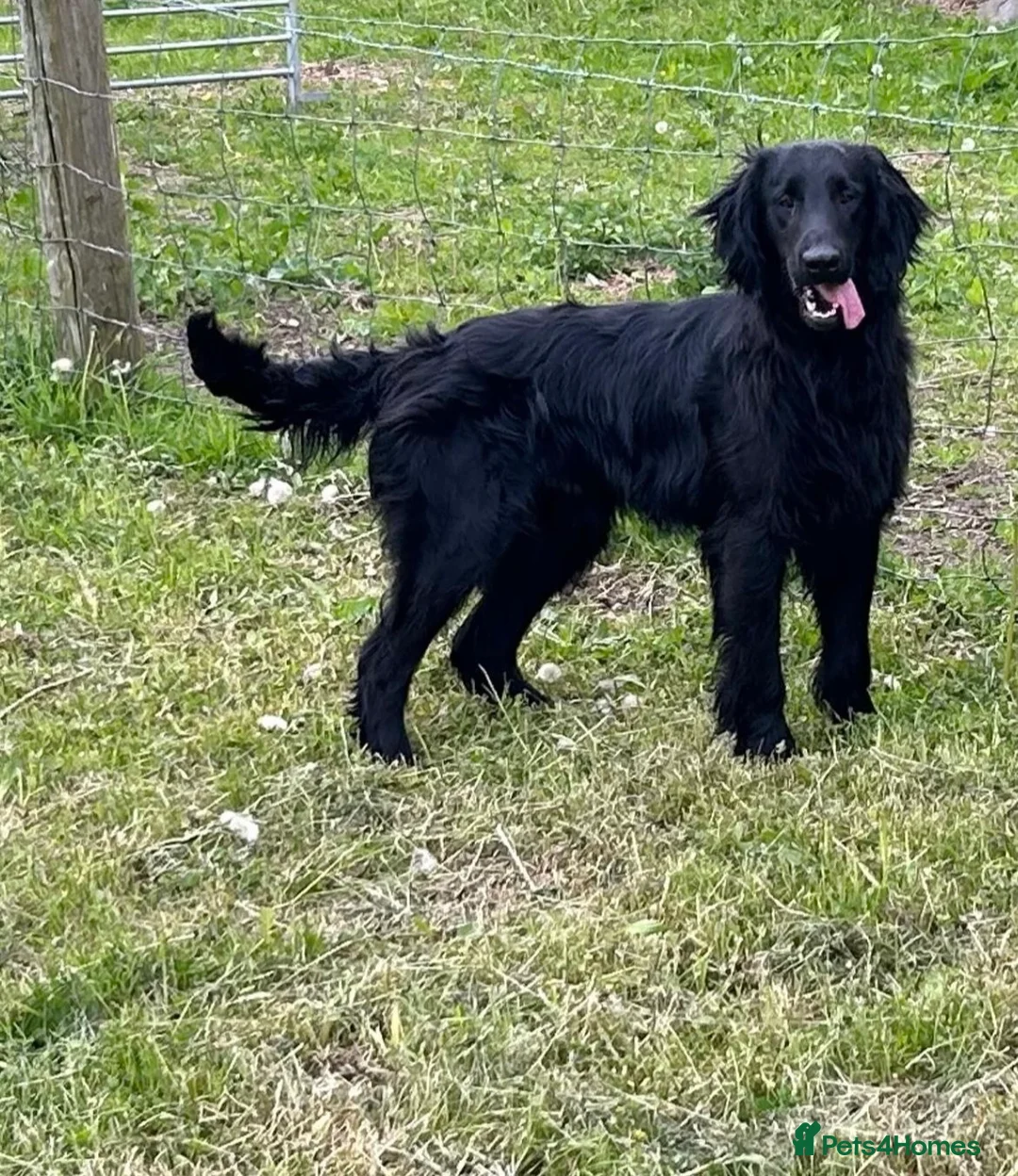 Flat coated Retriever dogs for stud: PROVEN Flatcoated Retriever for Stud 0/0 Hips in Bishop Auckland - Advert 5