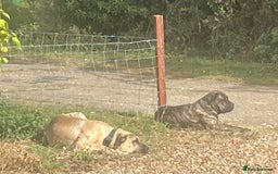Boerboel dogs for sale: Boerboel puppies - Image 16