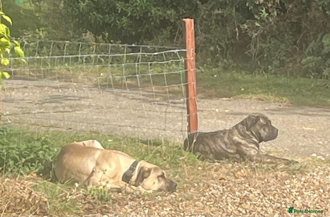 Boerboel dogs for sale: Boerboel puppies - Image 16