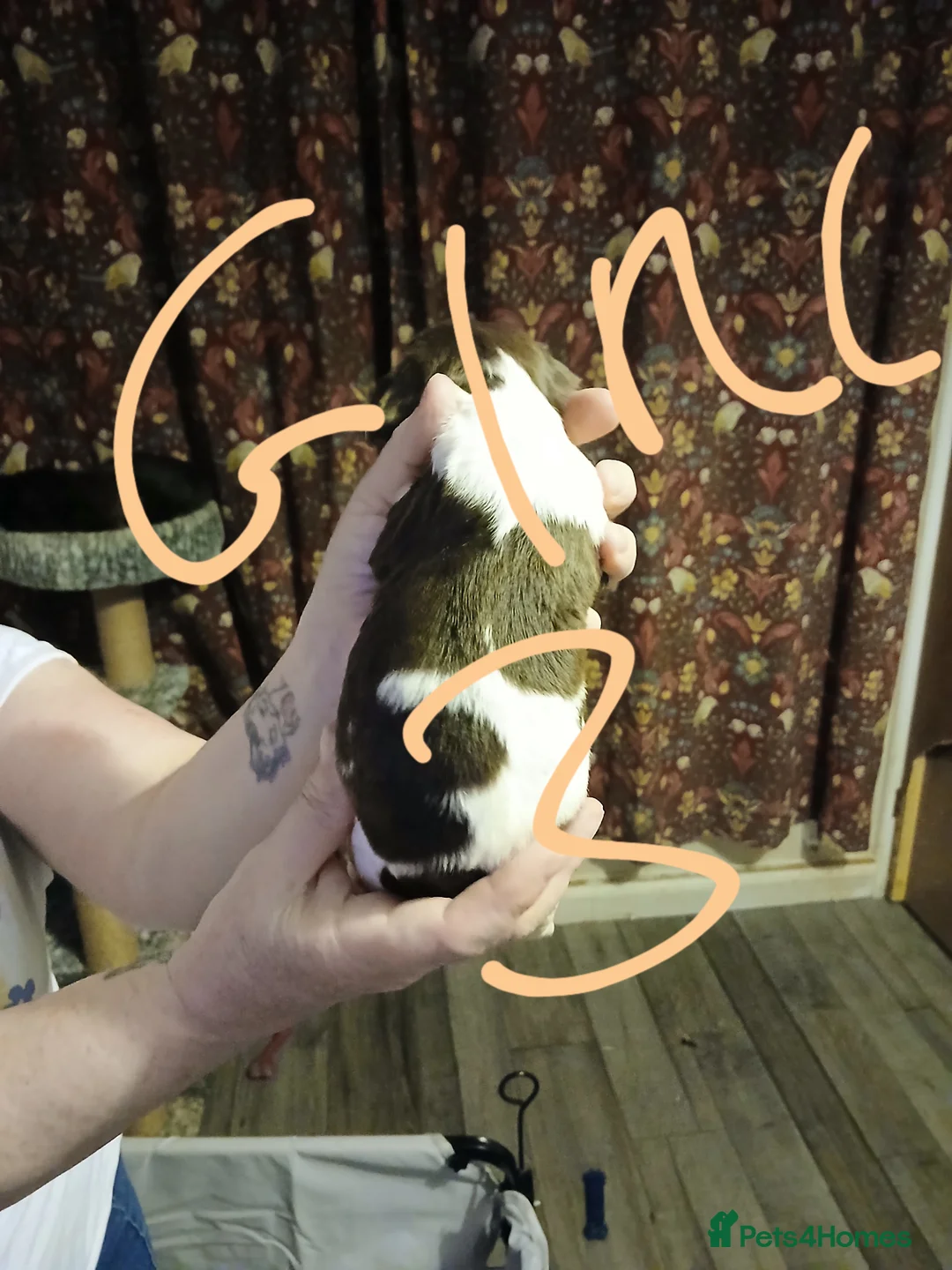 English Springer Spaniel dogs for sale: Springer spaniel  - Advert 6