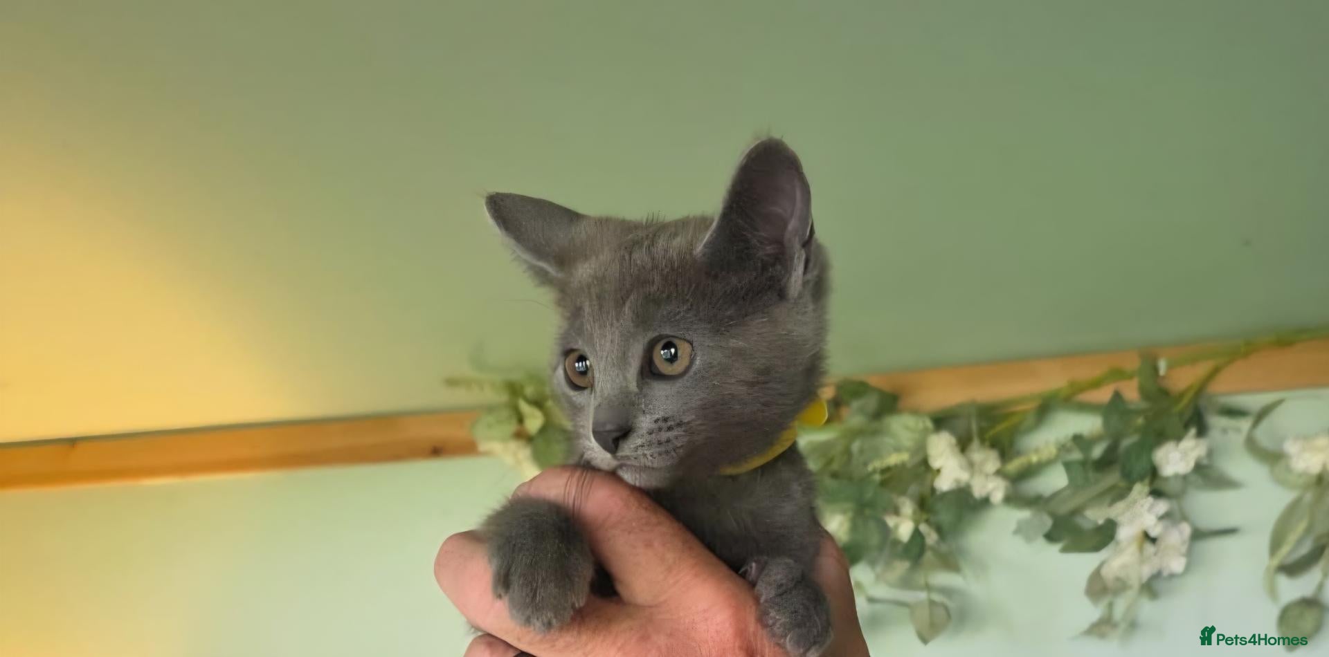 Russian Blue cats Beautiful full Russian Blue Kittens  - Advert 1
