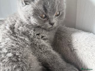 British Shorthair cats 5 beautiful British Shorthair Girls for sale - Advert 2