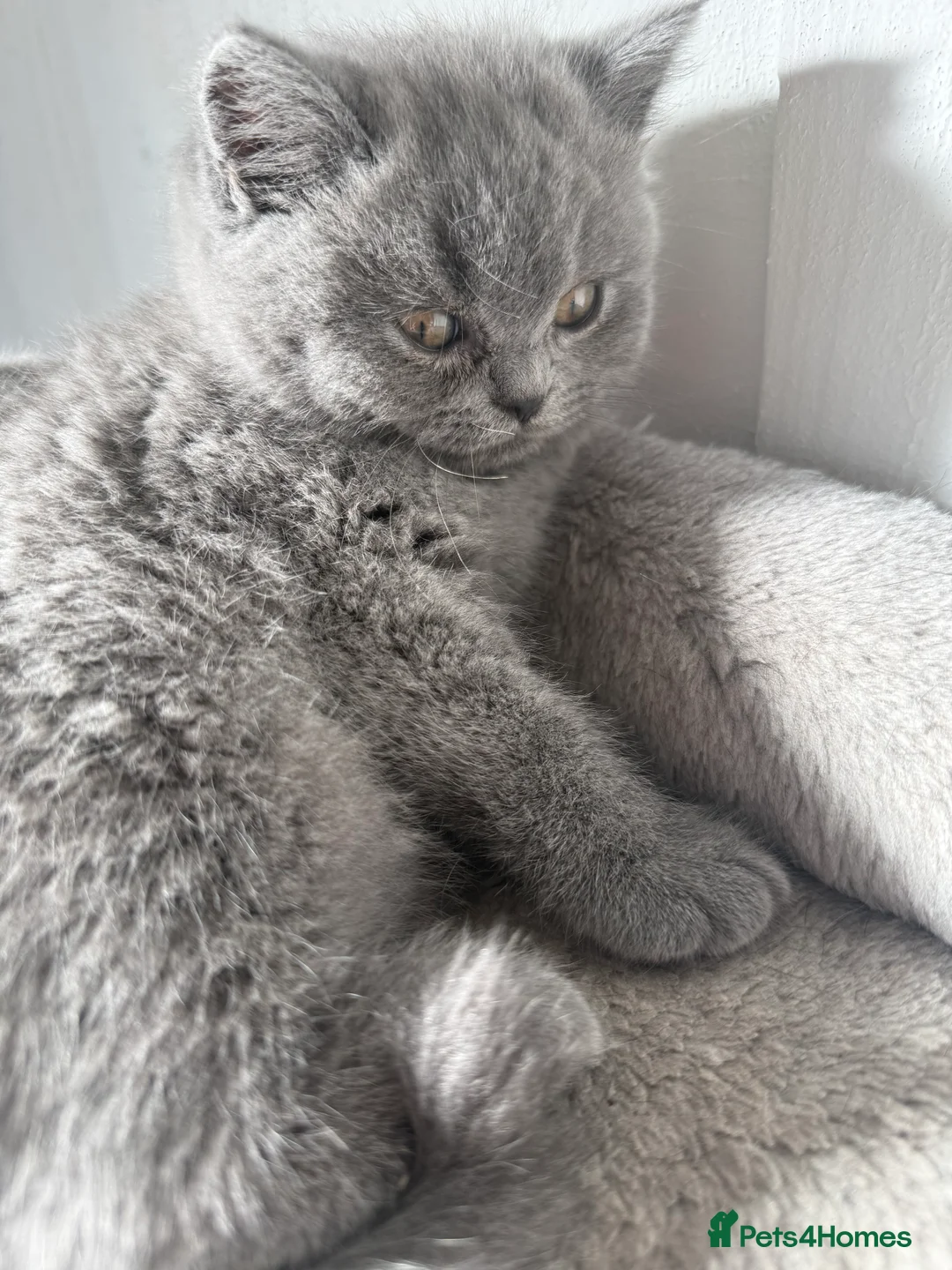 British Shorthair cats for sale: 2 British shorhair girls available  - Advert 4
