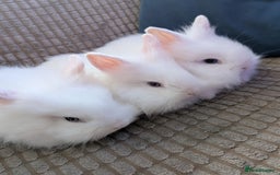 Lionhead rabbits for sale: Lionhead x Netherland dwarf - Image 11