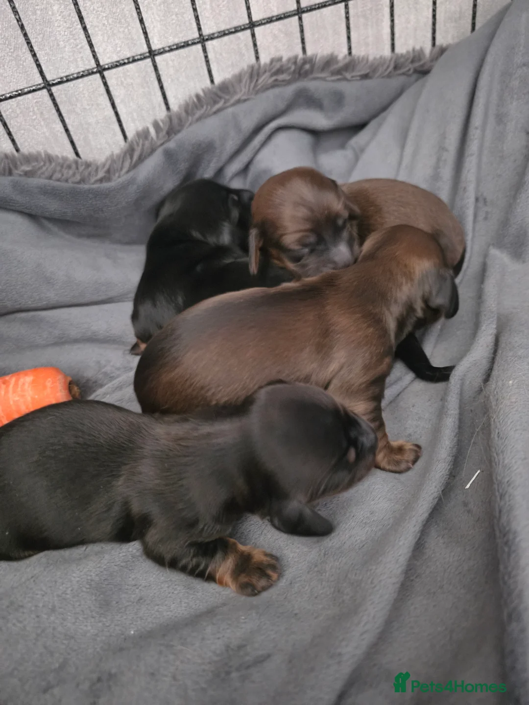 Miniature Dachshund dogs for sale: Longhaired 3Girls 1Boy in Tamworth - Advert 5