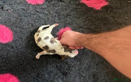 Cocker Spaniel dogs for sale: Cocker Spaniel Puppies - Image 20