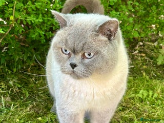 British Shorthair cats in Blackburn - Advert 22