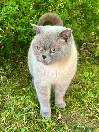 British Shorthair cats in Blackburn - Advert 6