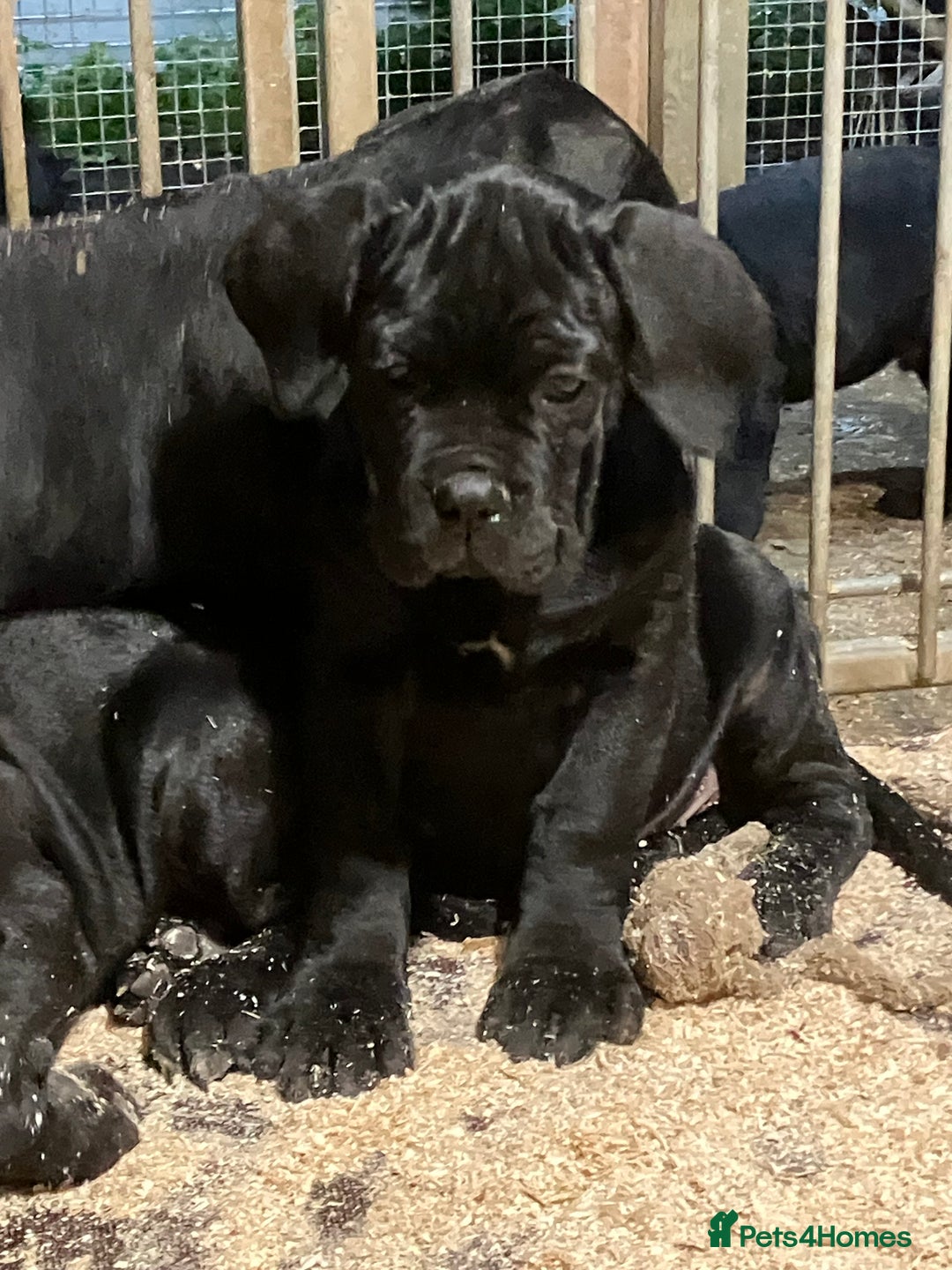 Cane Corso dogs for sale: All are now sold  - Advert 12
