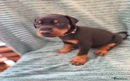 Dobermann dogs for stud: beautiful, healthy& professional Doberman KC&FCI - Image 8