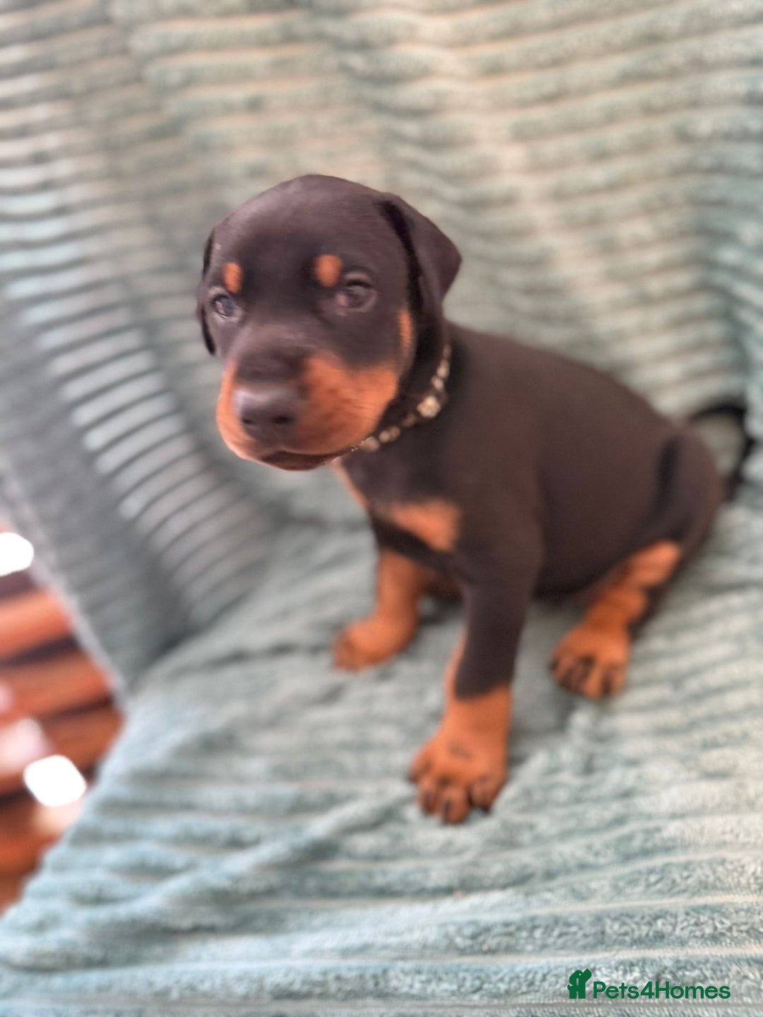Dobermann dogs for stud: beautiful, healthy& professional Doberman KC&FCI - Image 8