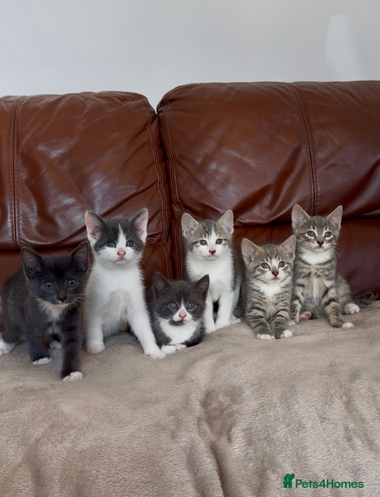 Mixed Breed cats Beautiful kittens  - Advert 2
