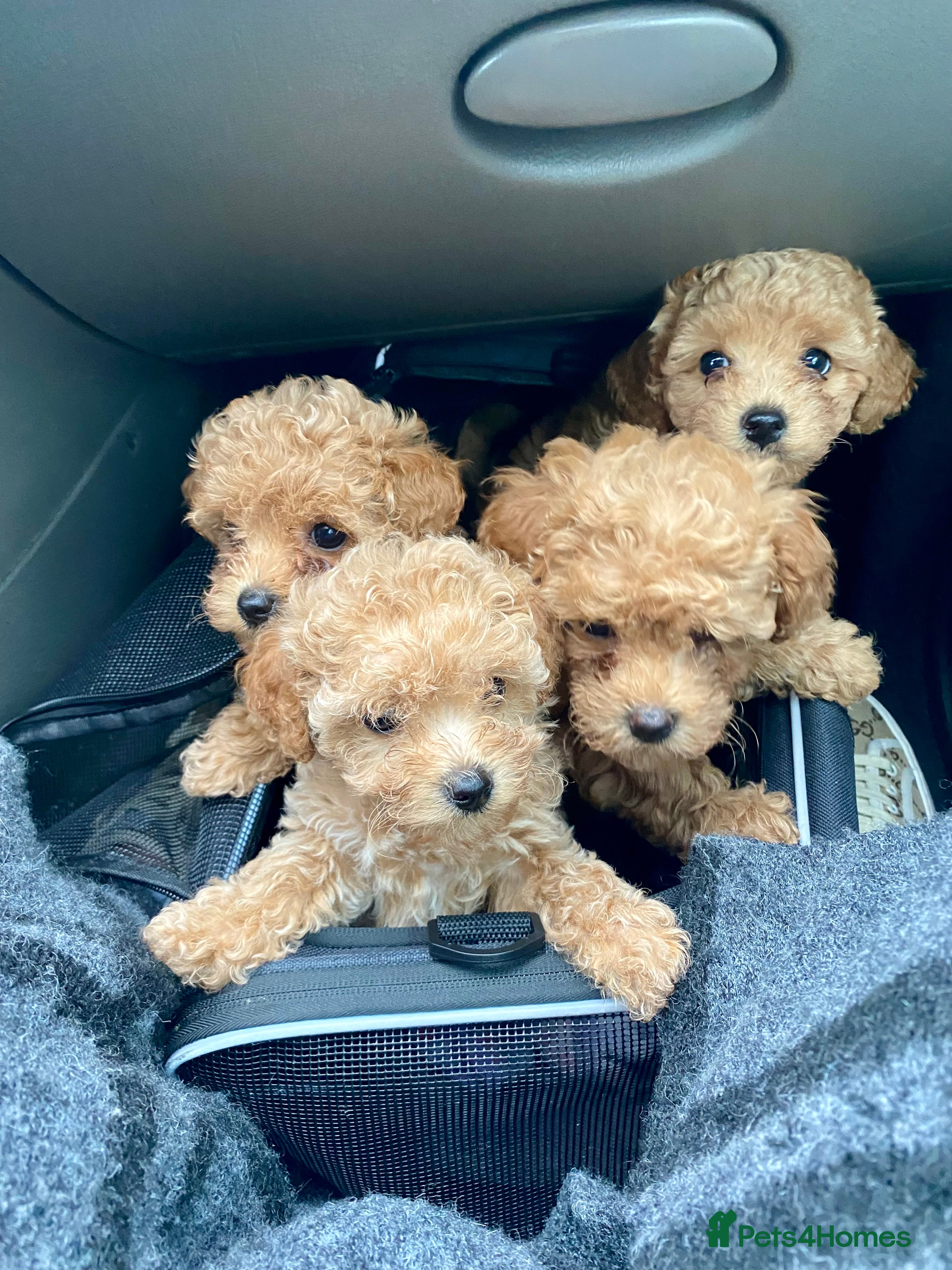 Poochon dogs ♥️RARE Tiny Asian Toy poodle Xx Toy Poochon ♥️ - Advert 6