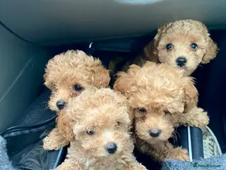 Poochon dogs ♥️RARE Tiny Asian Toy poodle Xx Toy Poochon ♥️ - Advert 6