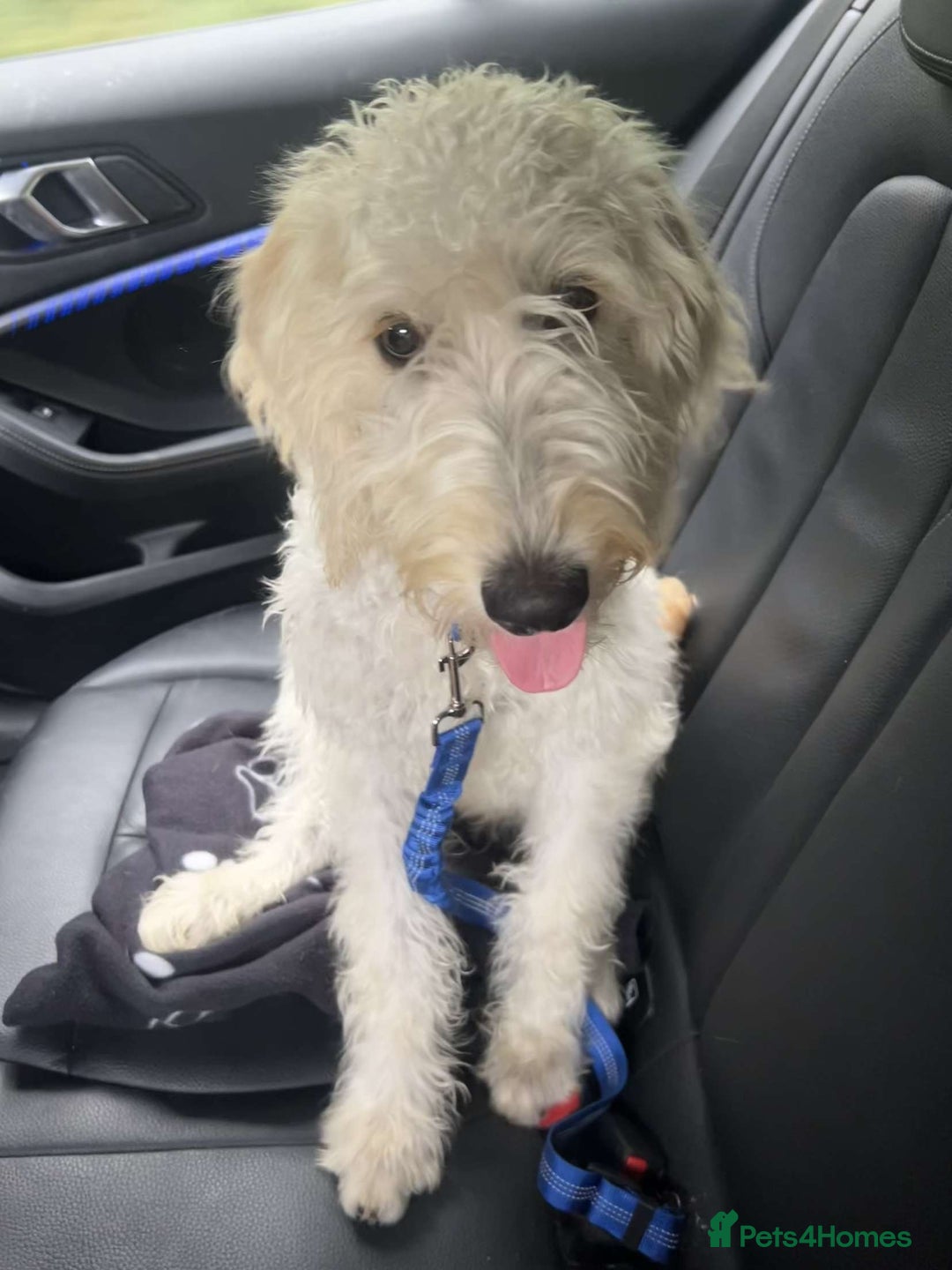 Labradoodle dogs for sale: Male labradoodle, 8 months - Image 6